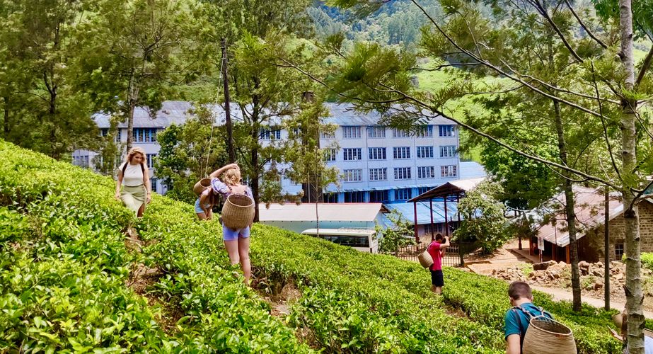 Thee plantage bezoeken, Sri Lanka Thee plantage bezoeken, Sri Lanka